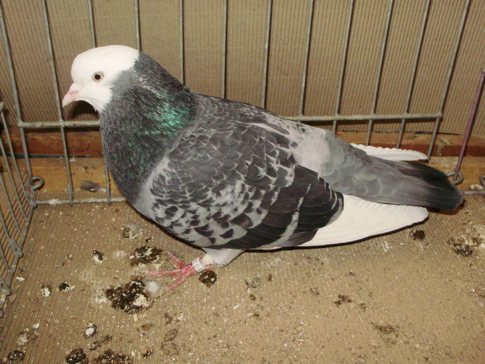 15764a