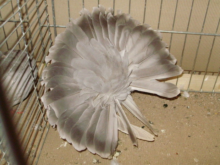 16075a - 1517 7 tobosari structura cravatati