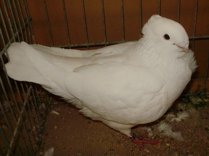 16914a pescarus vechi olandez