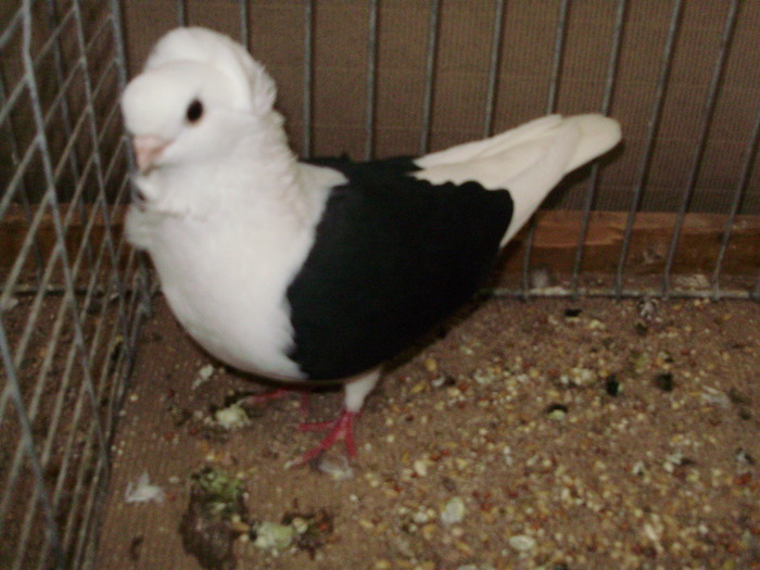 16952a pescarus vechi german