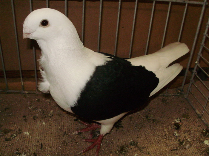 17217a pescarus capacit de aachen