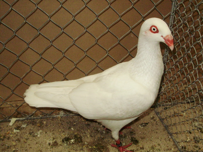 17998a jucator danez