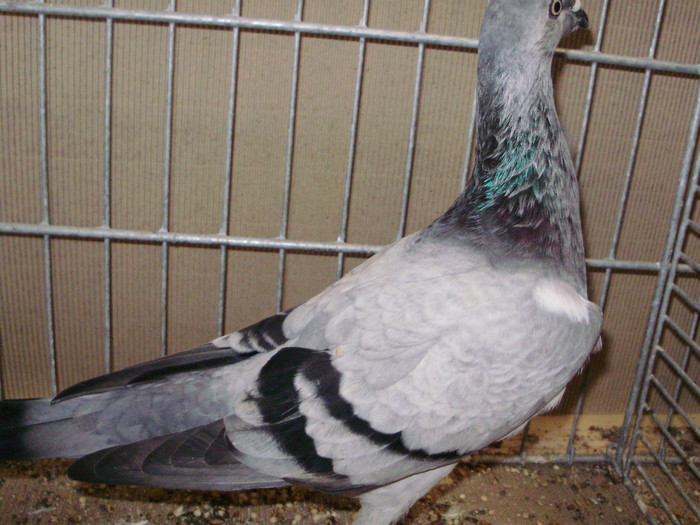 18244a jucator german cu cioc lung