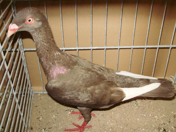 18465a jucator de kassel