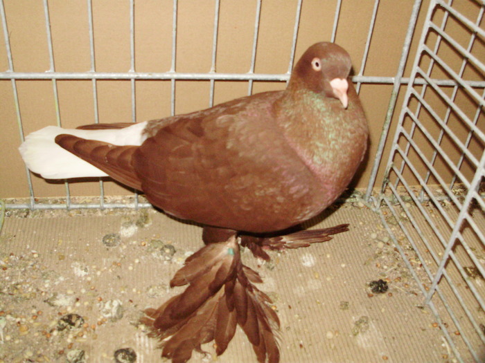 18542a jucator de berlin incaltat