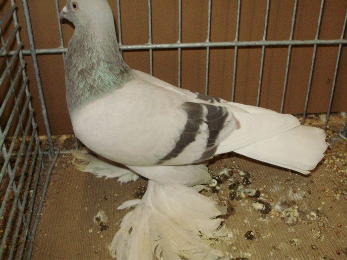 18545a - 1517 8 jucatori zburatori 1