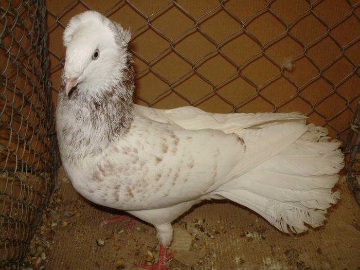 18649a - 1517 8 jucatori zburatori 1