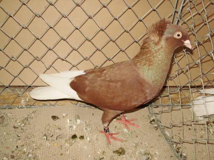 18694a jucator de rostok