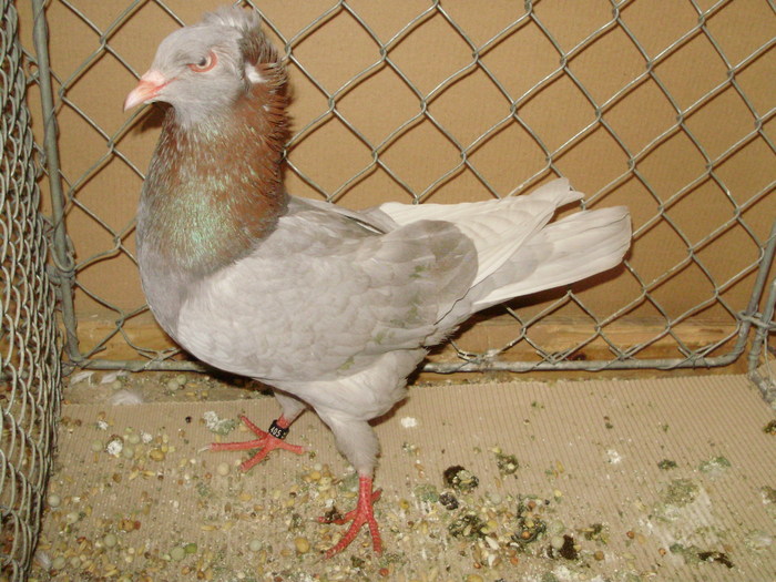 18720a - 1517 8 jucatori zburatori 1