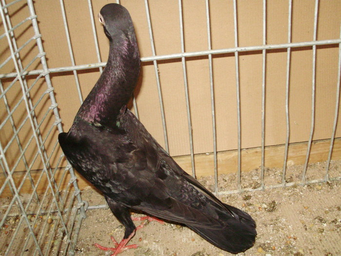 18723a tremurator de stargard - 1517 8 jucatori zburatori 1