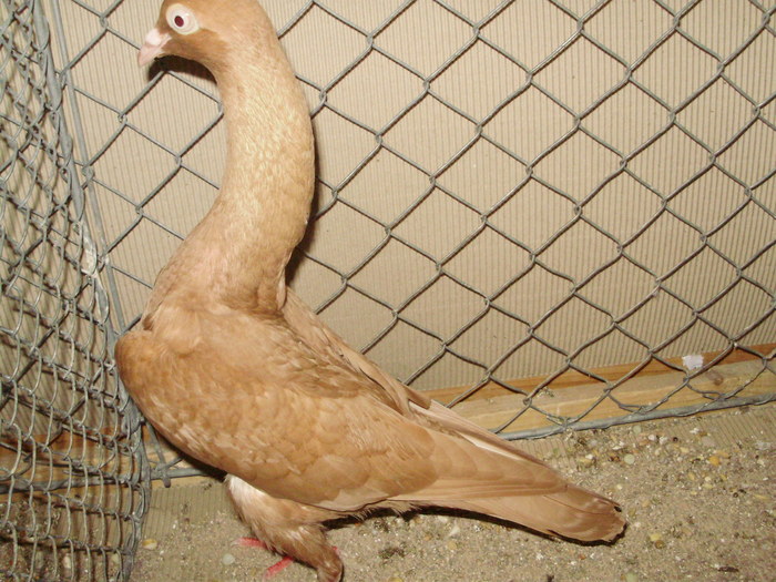 18743a - 1517 8 jucatori zburatori 1