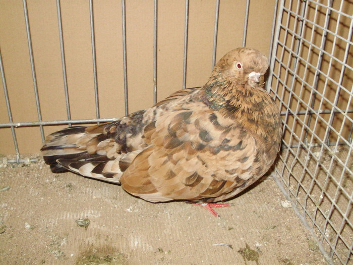 19936a - 1517 8 jucatori zburatori 1