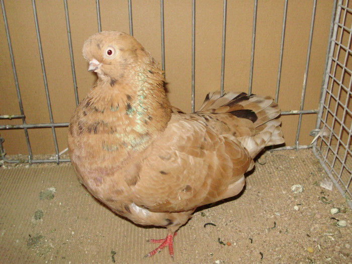 19940a - 1517 8 jucatori zburatori 1