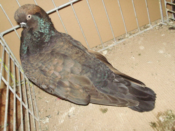 19942a - 1517 8 jucatori zburatori 1