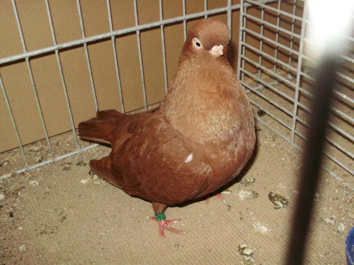 19947b - 1517 8 jucatori zburatori 1