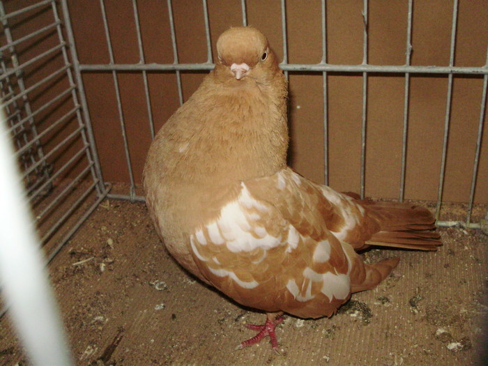 19950a - 1517 8 jucatori zburatori 1