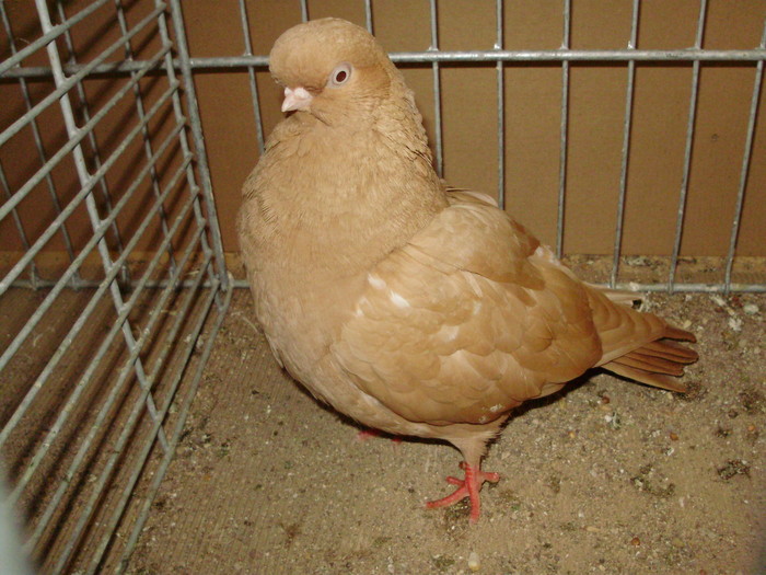 19953a - 1517 8 jucatori zburatori 1