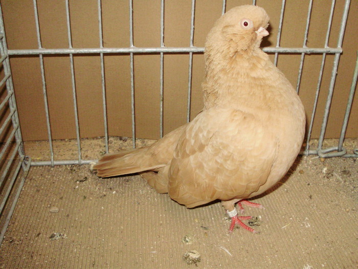 19956a - 1517 8 jucatori zburatori 1