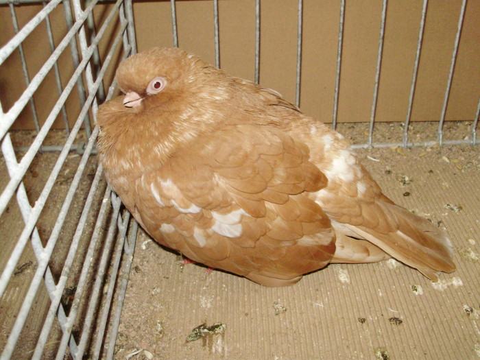 19957a - 1517 8 jucatori zburatori 1