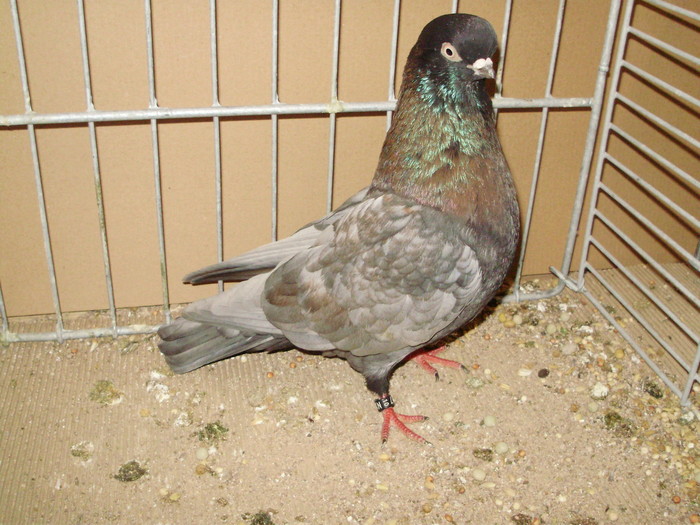 19980a - 1517 8 jucatori zburatori 1