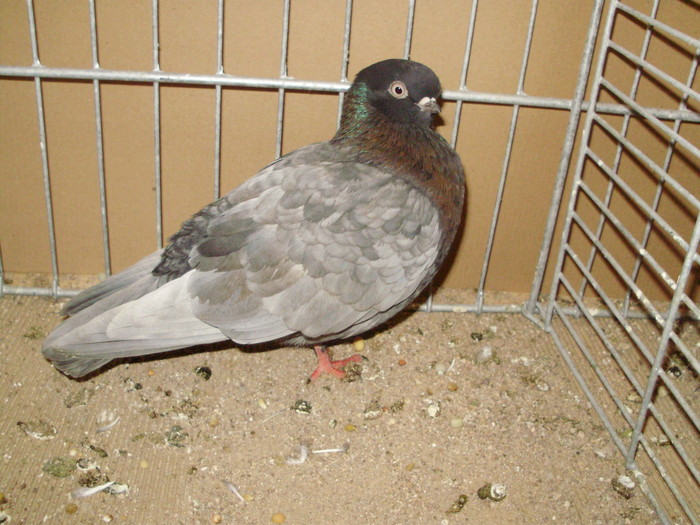 19982a - 1517 8 jucatori zburatori 1