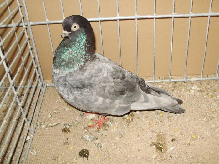 19983a - 1517 8 jucatori zburatori 1