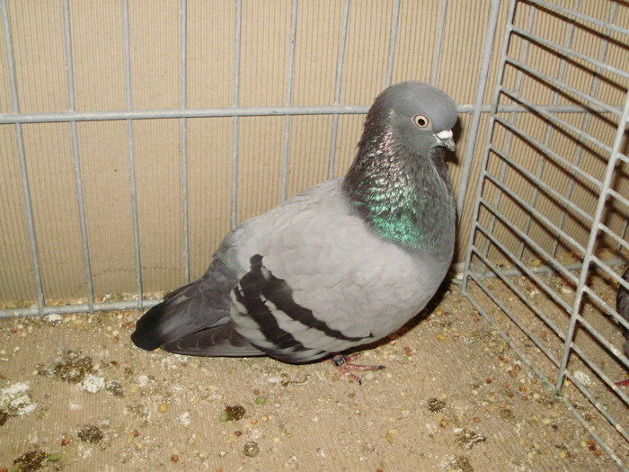 19993a - 1517 8 jucatori zburatori 1