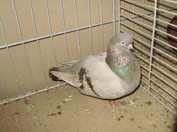 20008a - 1517 8 jucatori zburatori 1