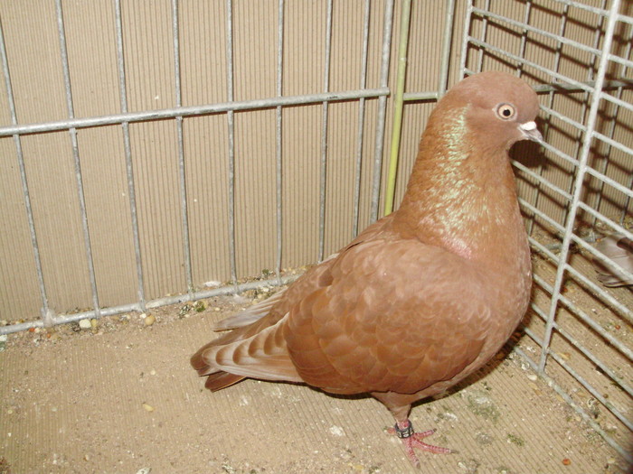 20021a - 1517 8 jucatori zburatori 1