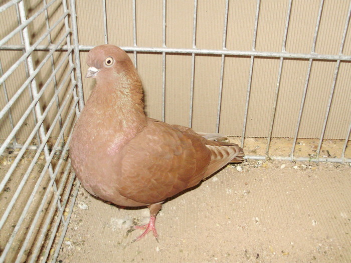 20024a - 1517 8 jucatori zburatori 1