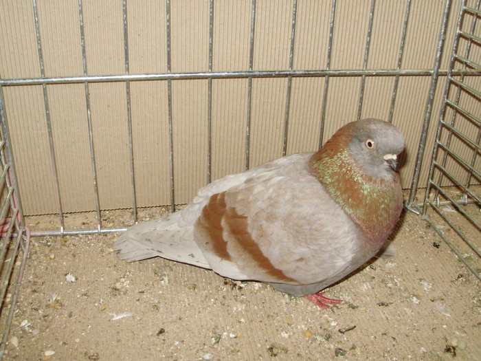 20037a - 1517 8 jucatori zburatori 1