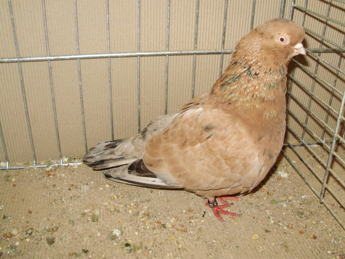 20067a - 1517 8 jucatori zburatori 1