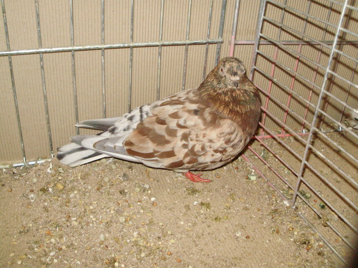 20071a - 1517 8 jucatori zburatori 1