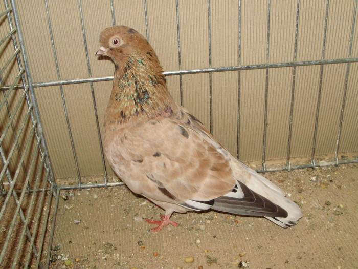 20074a - 1517 8 jucatori zburatori 1