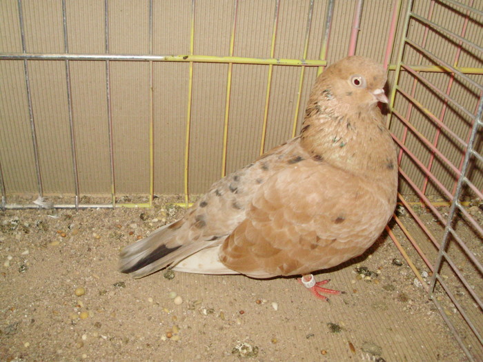 20076a - 1517 8 jucatori zburatori 1