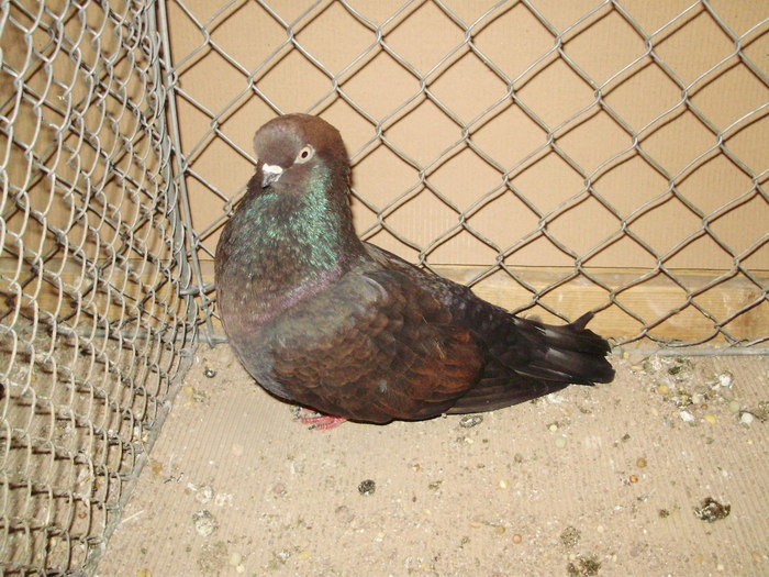 20083a - 1517 8 jucatori zburatori 1