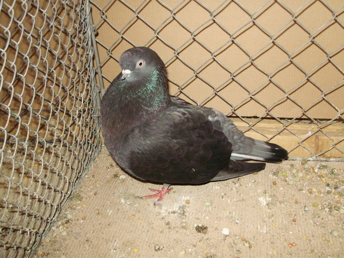 20085a - 1517 8 jucatori zburatori 1