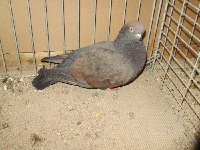 20086a - 1517 8 jucatori zburatori 1