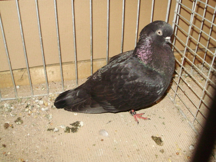 20087a - 1517 8 jucatori zburatori 1