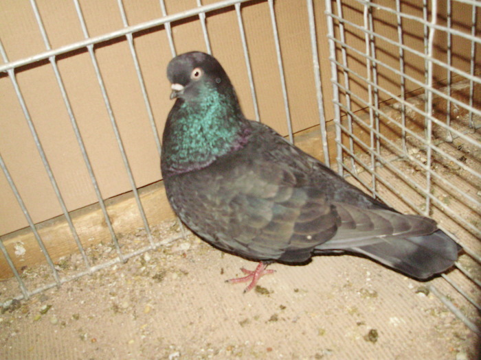 20088a - 1517 8 jucatori zburatori 1