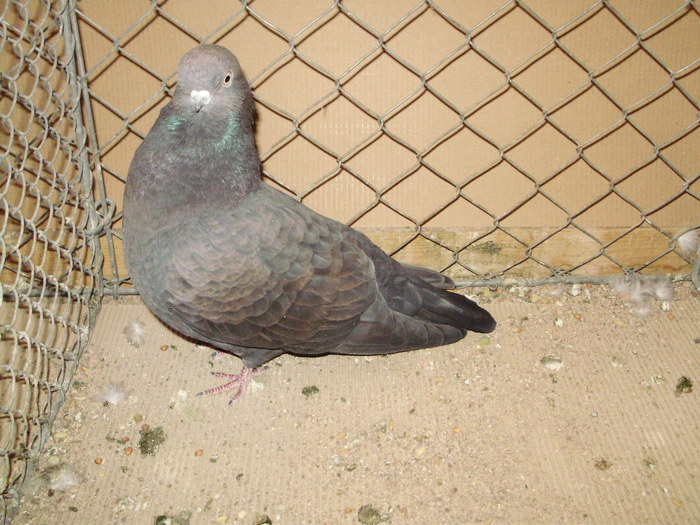 20092a - 1517 8 jucatori zburatori 1