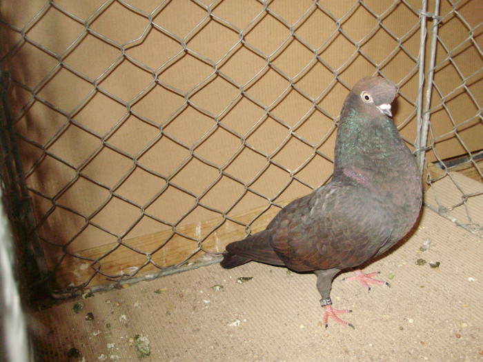 20095a - 1517 8 jucatori zburatori 1