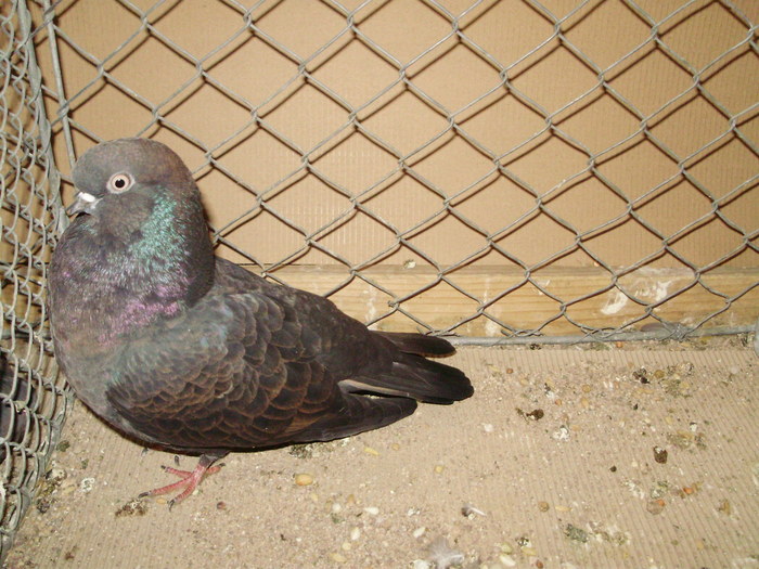 20099a - 1517 8 jucatori zburatori 1