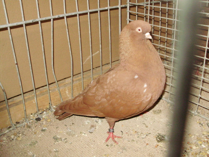 20109a - 1517 8 jucatori zburatori 1