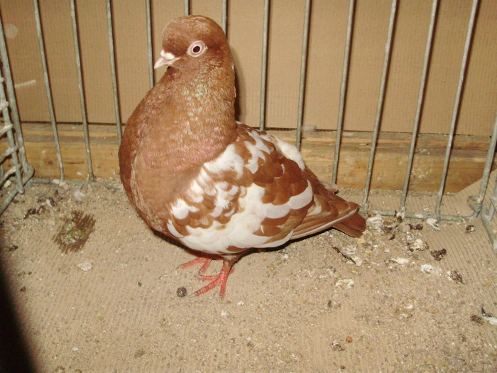 20110a - 1517 8 jucatori zburatori 1