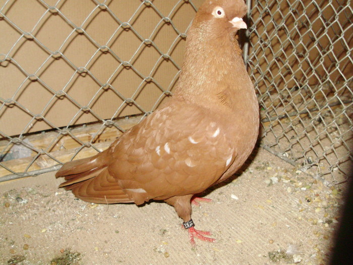 20111a - 1517 8 jucatori zburatori 1