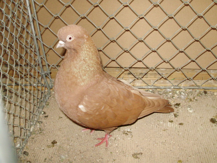 20113a - 1517 8 jucatori zburatori 1