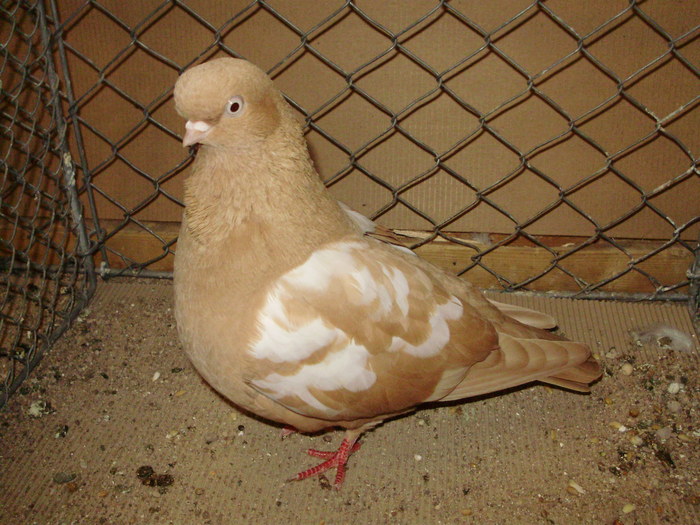 20117a - 1517 8 jucatori zburatori 1