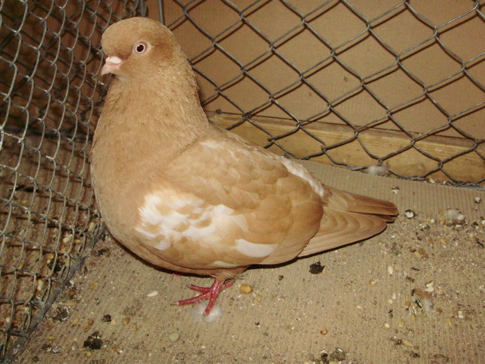 20119a - 1517 8 jucatori zburatori 1