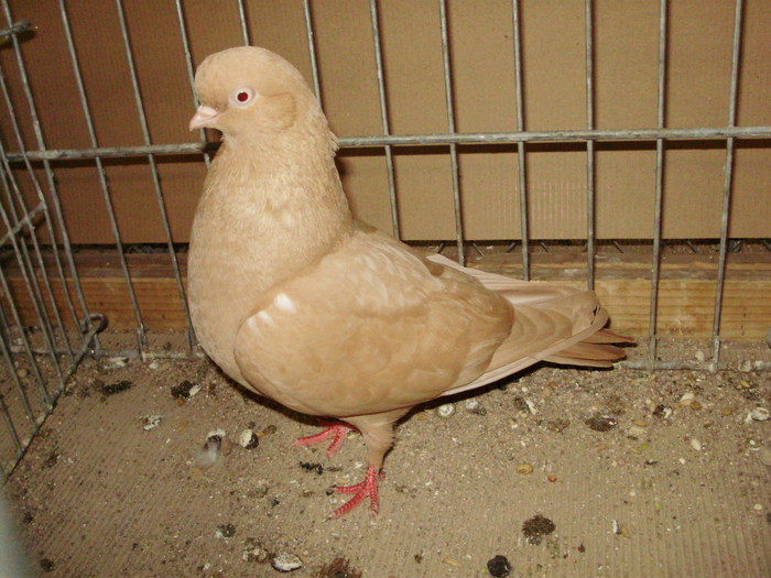 20123a - 1517 8 jucatori zburatori 1